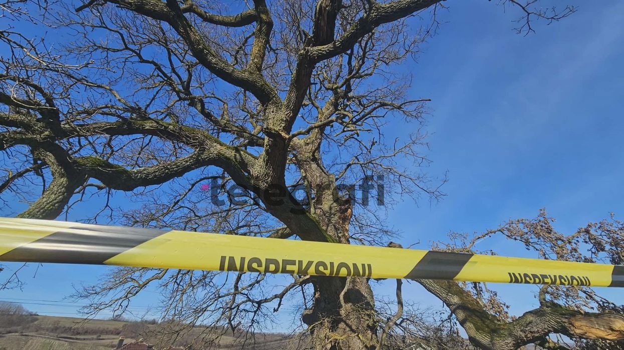 “Lisi i Mujës” në Nagavc të Rahovecit, monument nën mbrojtje që po shndërrohet në rrezik për banorët “Lisi i Mujës” në Nagavc të Rahovecit, monument nën mbrojtje që po shndërrohet në rrezik për banorët