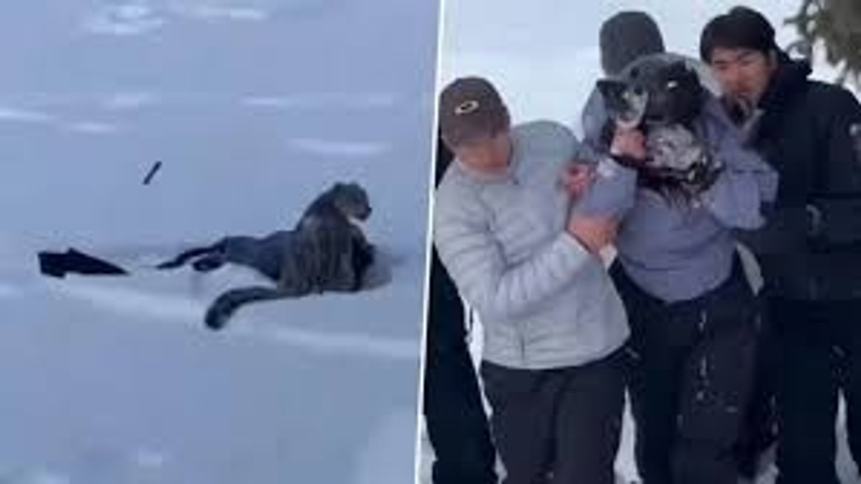 Deshi të bëjë selfie me kafshën e egër, turistja sulmohet nga leopardi në Kinë – pëson lëndime të rënda