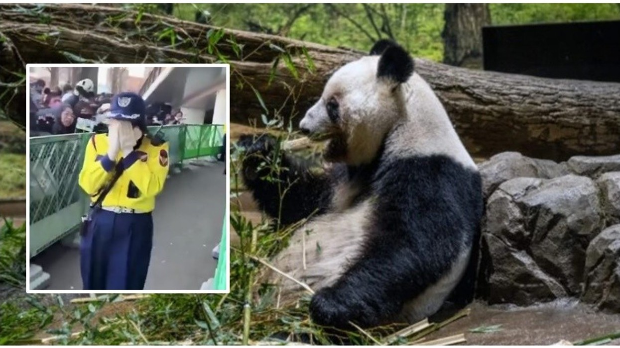 Pandat e fundit janë larguar nga Japonia - për herë të parë pas 50 vitesh, vendi nuk e ka më asnjë