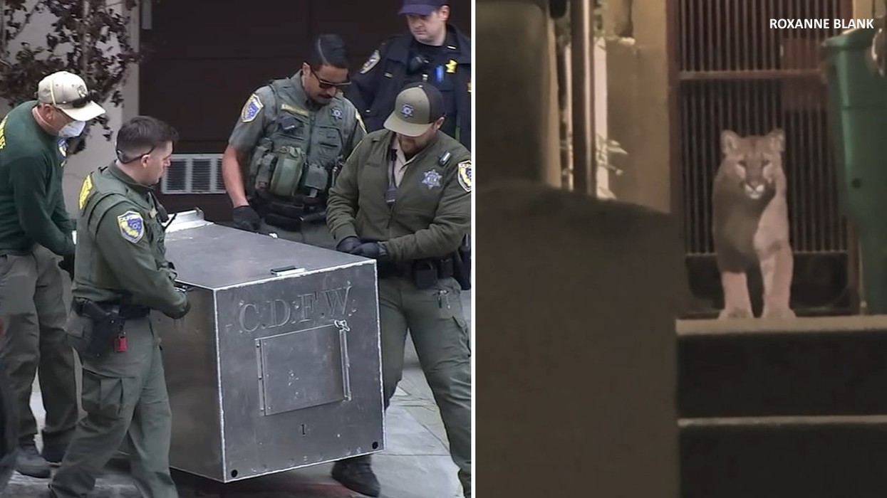 Luani bredhë nëpër një lagje të banuar të San Franciskos, autoritetet arrijnë të kapin – nuk raportohet për të lënduar