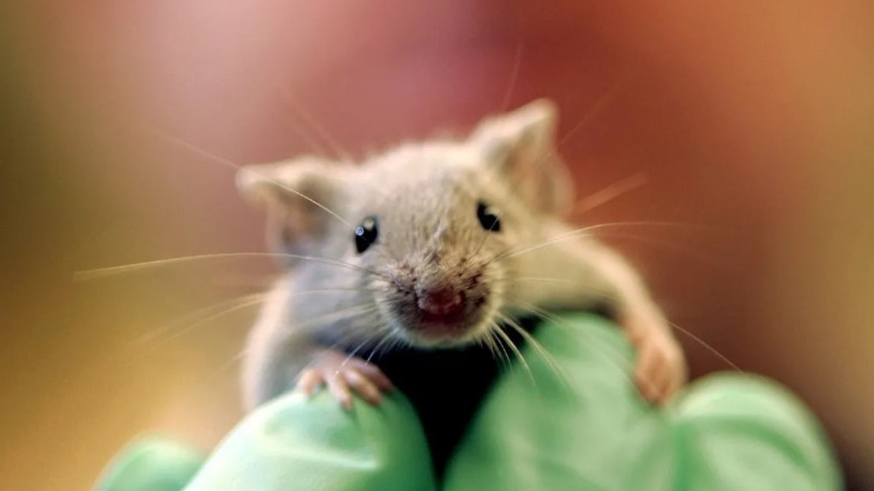 Studiuesit në Spanjë zbulojnë një “terapi të trefishtë” që eliminon tumoret pankreatike te minjtë