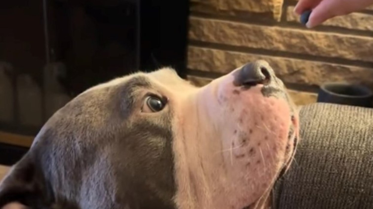 Reagimi i hutuar i një qeni pasi hëngri boronicë u bë hit viral