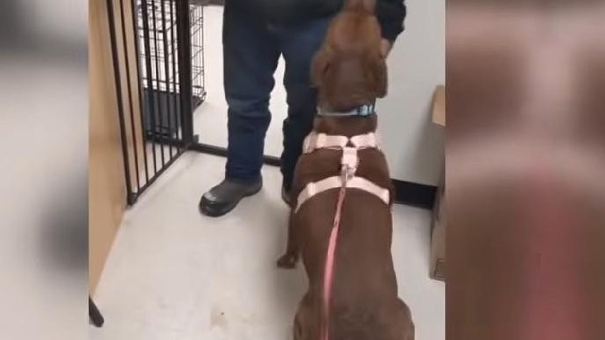 Burri gjen qenin e humbur pas katër vitesh: Ishte e pabesueshme