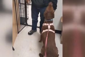 男性が行方不明の犬を 4 年ぶりに発見しました。それは信じられないほどでした。 – 電信
