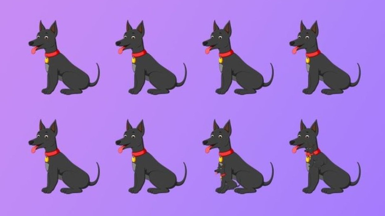 Kujdes, ‘pamja e parë’ të mashtron - sa qen janë në foto?