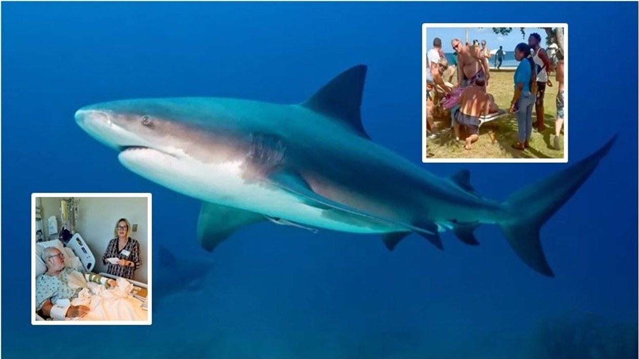 'Nuk kam goditur kurrë diçka kaq fort': Britaniku rrëfen momentin kur u sulmua nga një peshkaqen