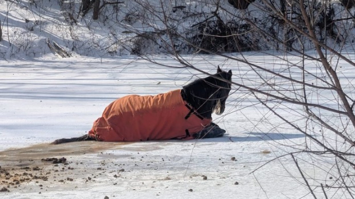 Kali i bllokuar shpëtohet nga "një pellg i ngrirë" në Kentucky