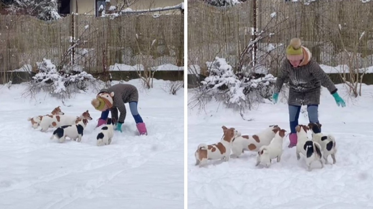 Pronari u përpoq të ndërtojë një njeri prej borës, por qentë kishin plane të tjera