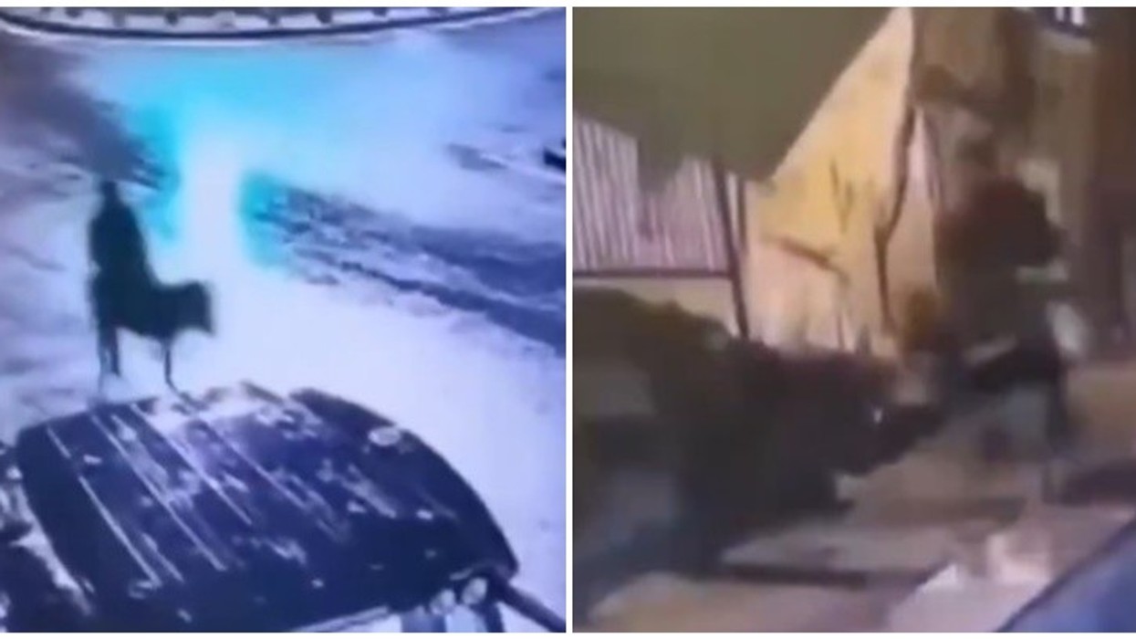 Grabitësi më i pazakontë në botë - pasi i kryen vjedhjet, ikën me gomar