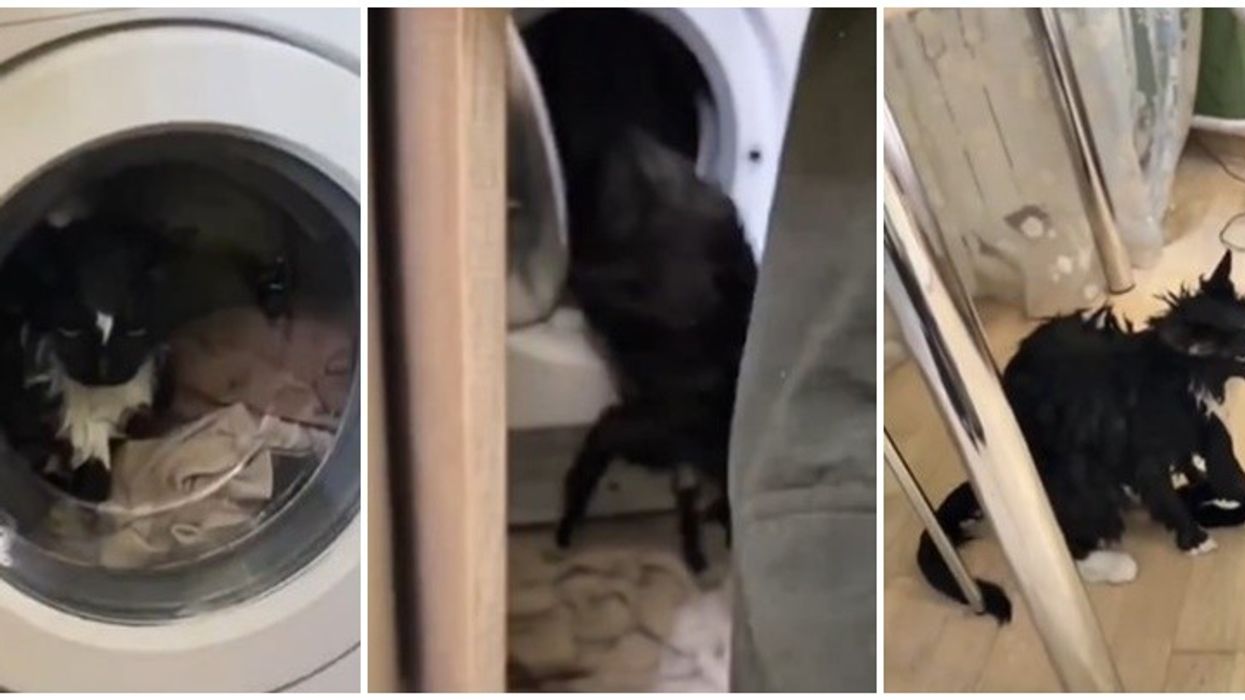 Gruaja aksidentalisht ndez makinën e larjes me macen brenda Gruaja aksidentalisht ndez makinën e larjes me macen brenda