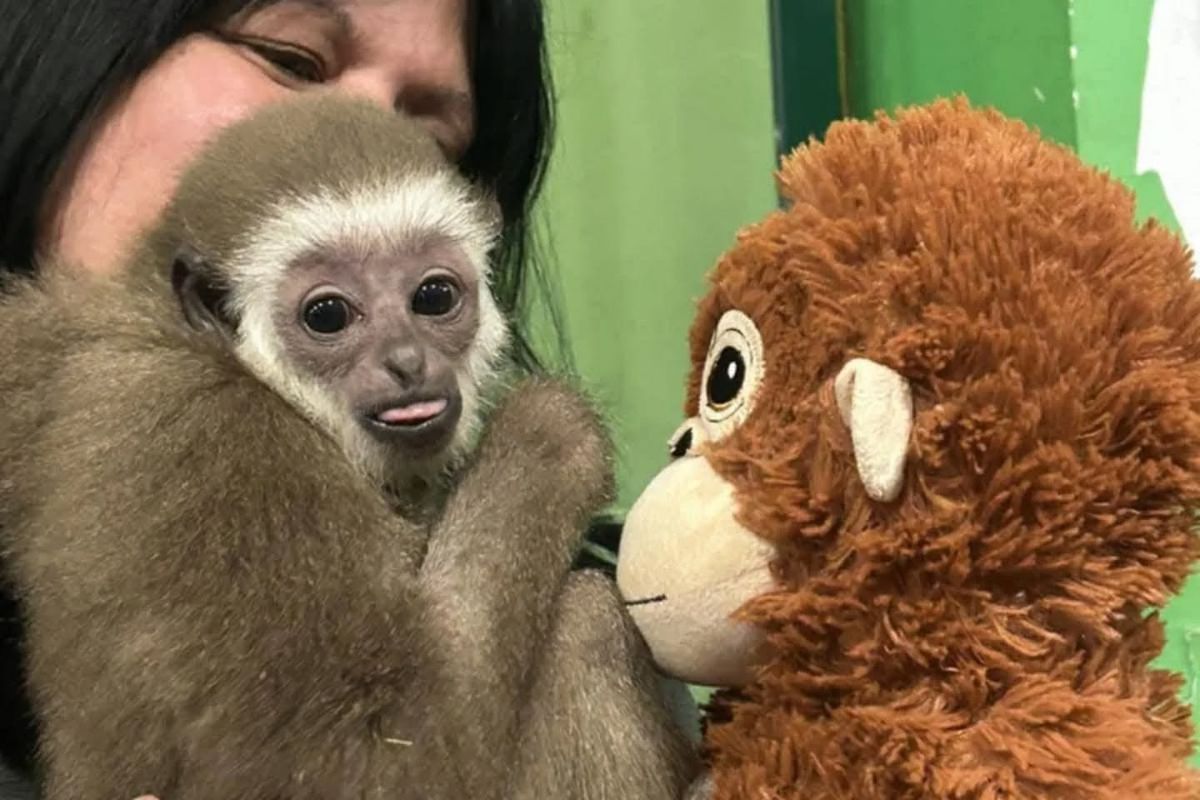 Kopshti zoologjik sjell tregimin e dhimbshëm të majmunëve Delfina dhe Miki Kopshti zoologjik sjell tregimin e dhimbshëm të majmunëve Delfina dhe Miki