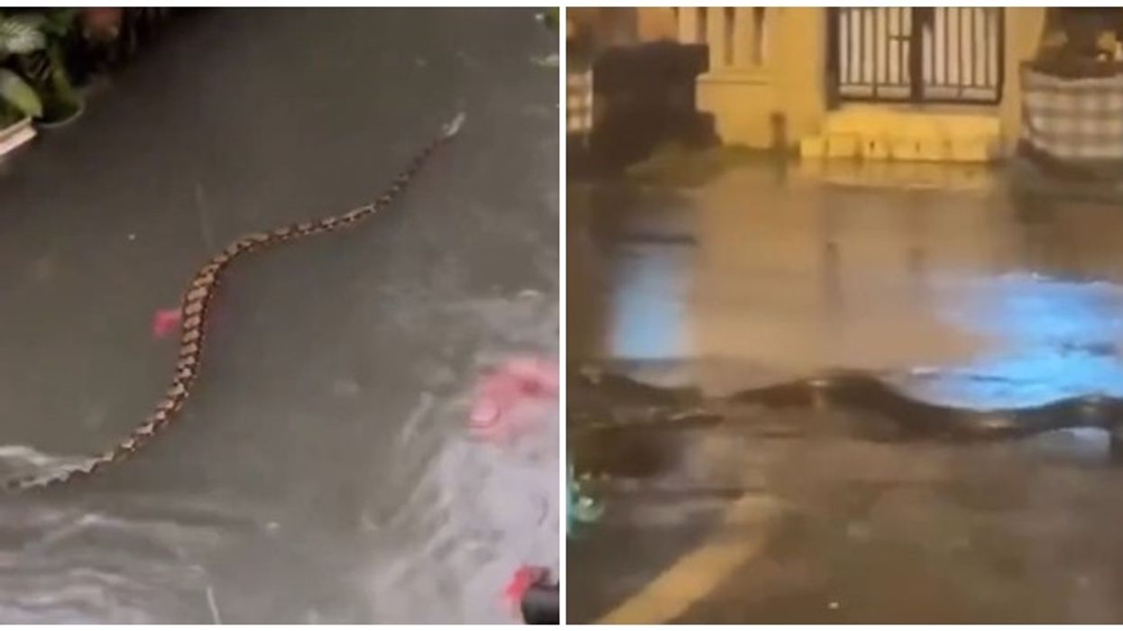 Tre ditë shi i rëndë në Bali - pitonët notojnë në rrugë Tre ditë shi i rëndë në Bali - pitonët notojnë në rrugë