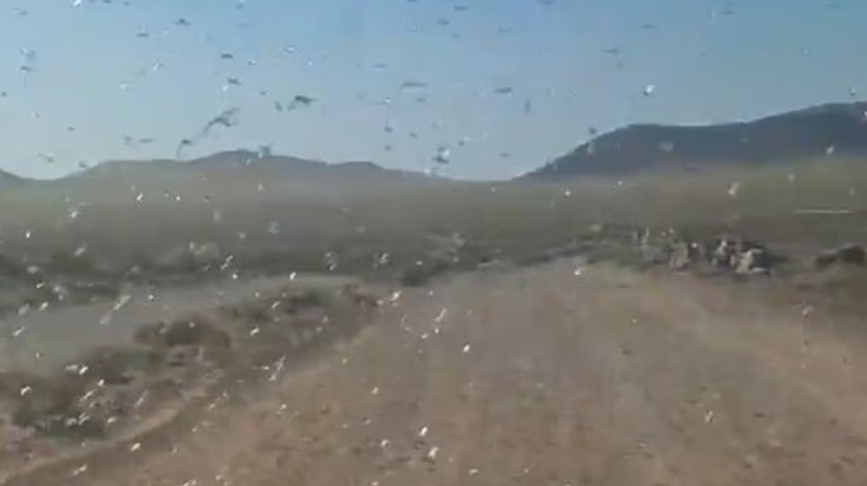 Një tufë e madhe karkalecash godet ishujt spanjollë për pushime - zyrtarët lëshojnë udhëzime për turistët