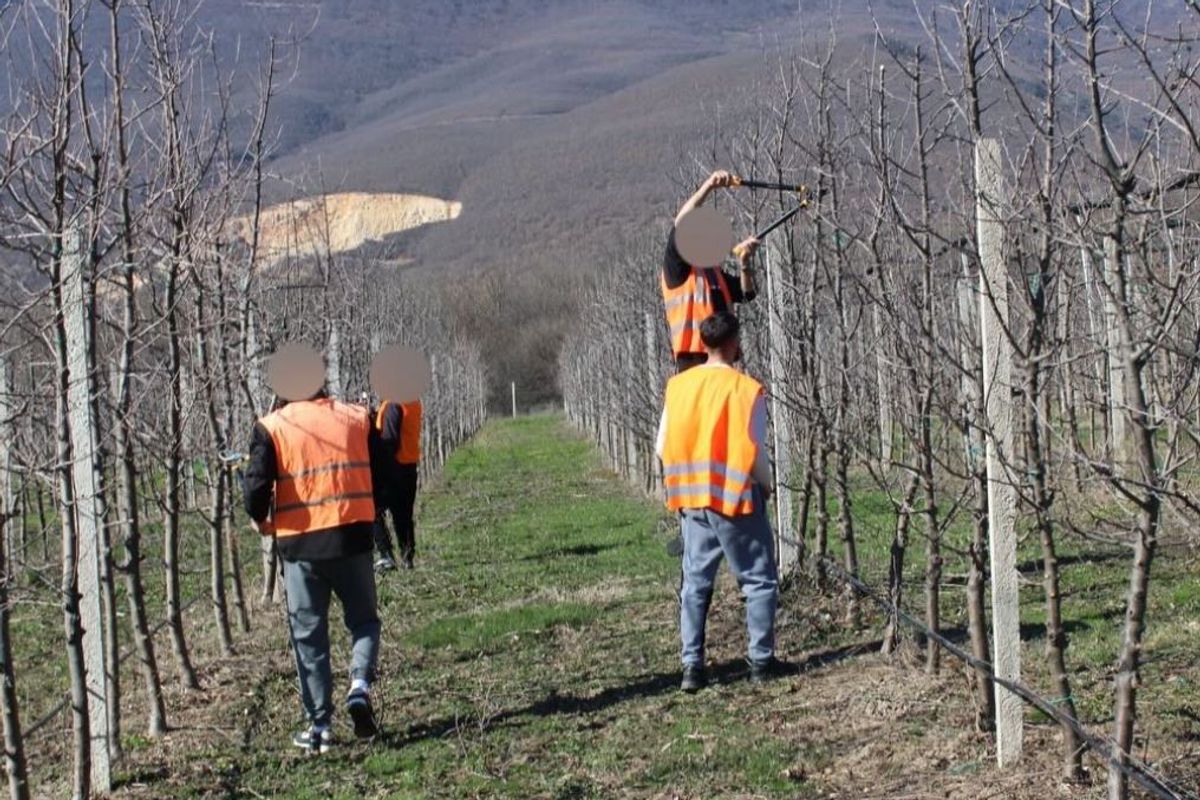 Nis krasitja e mollëve në Dubravë, të burgosurit angazhohen në plantacionin 2.5 hektarësh Nis krasitja e mollëve në Dubravë, të burgosurit angazhohen në plantacionin 2.5 hektarësh
