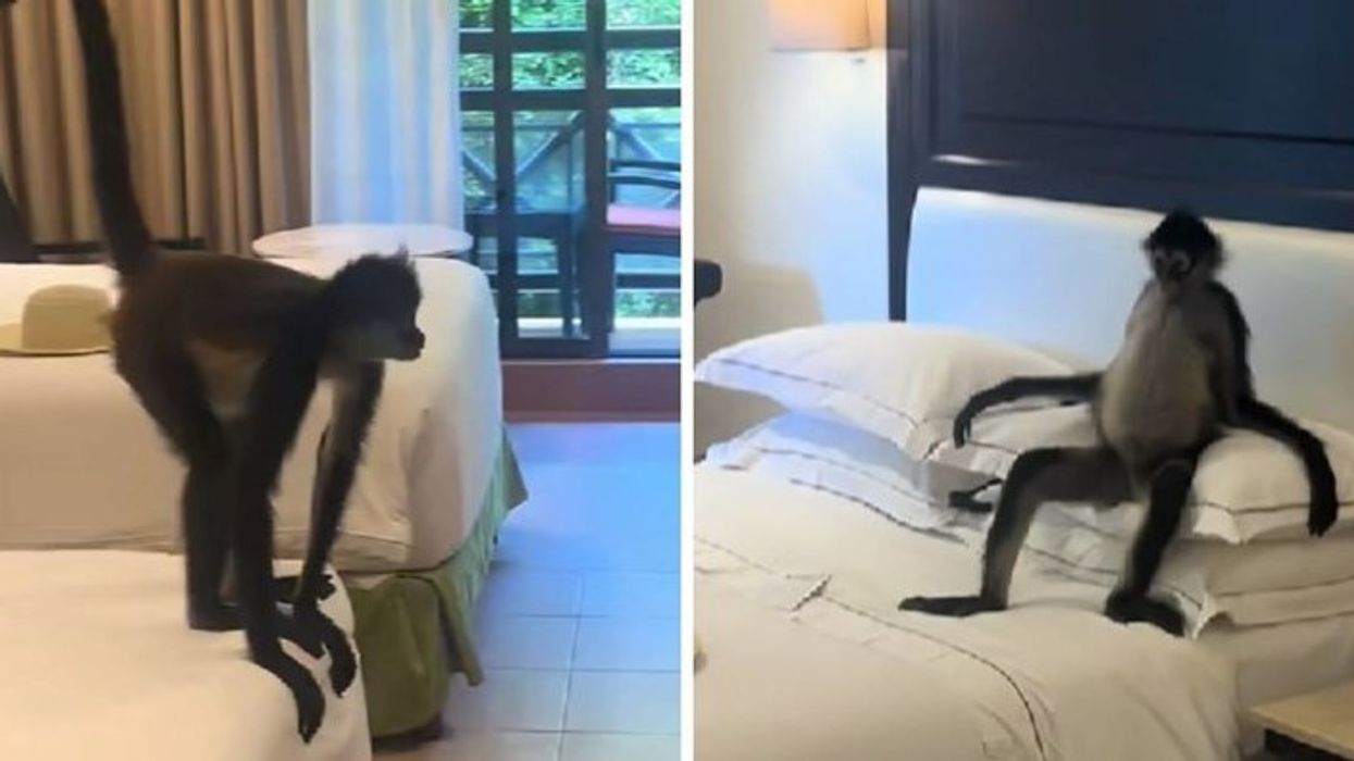 Turistja tregoi kush e priti në dhomën e hotelit në Meksikë Turistja tregoi kush e priti në dhomën e hotelit në Meksikë