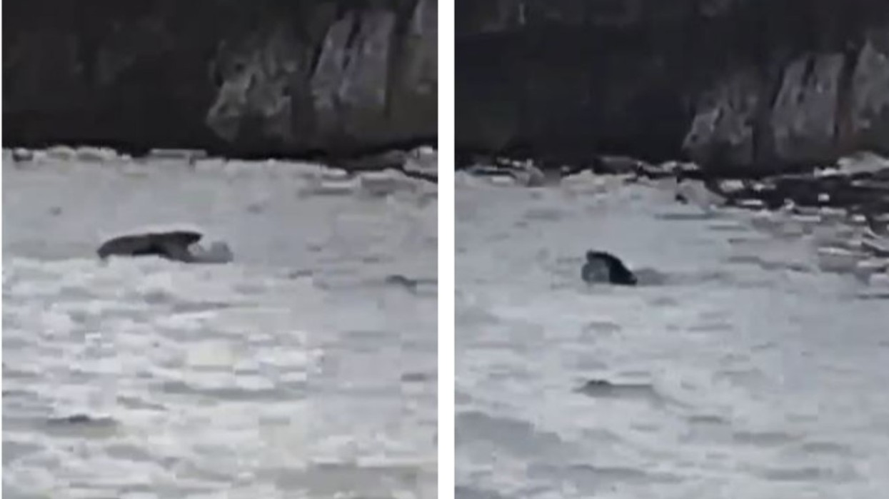 Specia e rrallë shfaqet në Parkun Detar Karaburun-Sazan