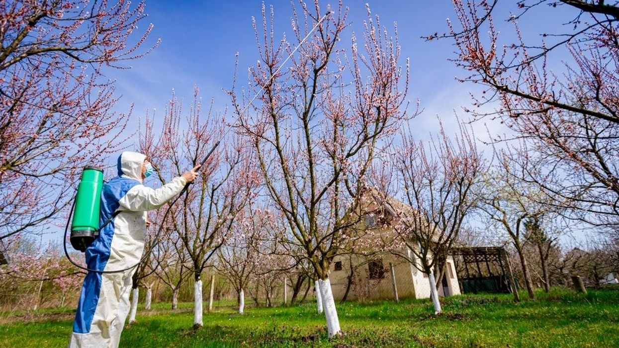 Mos e humb këtë afat: Çfarë duhet të bëni tani në pemishte kundër sëmundjeve dhe dëmtuesve Mos e humb këtë afat: Çfarë duhet të bëni tani në pemishte kundër sëmundjeve dhe dëmtuesve