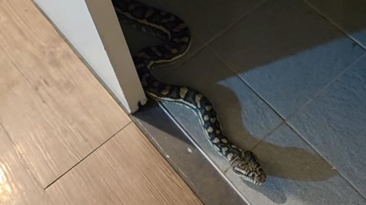 "Surprizë e frikshme", piton masiv në banjon e një shtëpie në Australi
