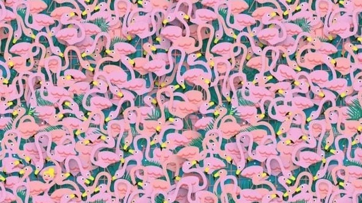 A mund ta gjeni balerinën midis flamingove? A mund ta gjeni balerinën midis flamingove?