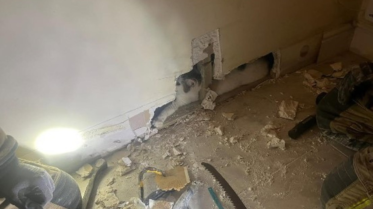 Macja e zhdukur prej dy javësh gjendet e bllokuar brenda një muri në shtëpinë e pronarëve të saj