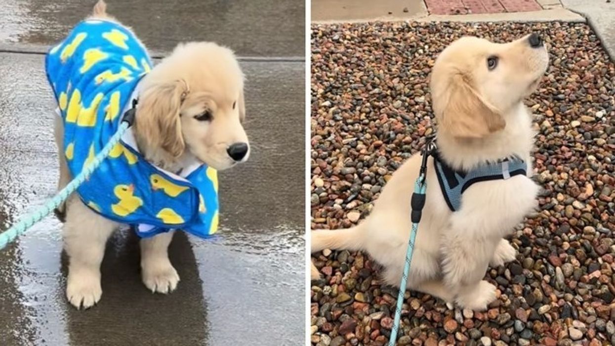 Ky qen doli për herë të parë në shi, pamja është tepër e ëmbël Ky qen doli për herë të parë në shi, pamja është tepër e ëmbël