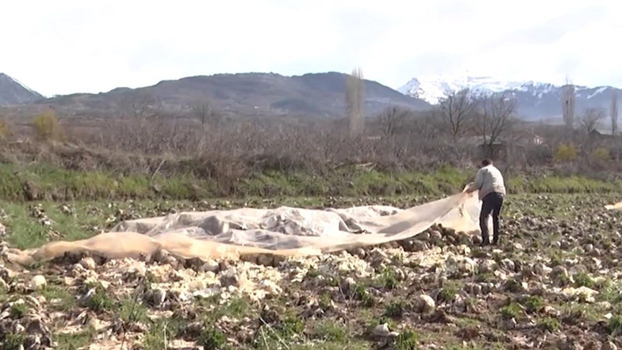 Lakrat iu kalbën në arë dhe s’mori asnjë mbështetje, drama e fermerit që po detyrohet të marrë sërish rrugën e emigrimit Lakrat iu kalbën në arë dhe s’mori asnjë mbështetje, drama e fermerit që po detyrohet të marrë sërish rrugën e emigrimit