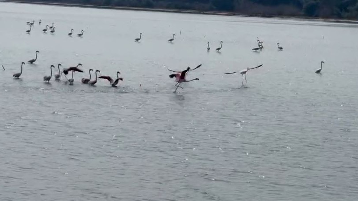 Flamingot rikthejnë spektaklin në Lagunën e Nartës