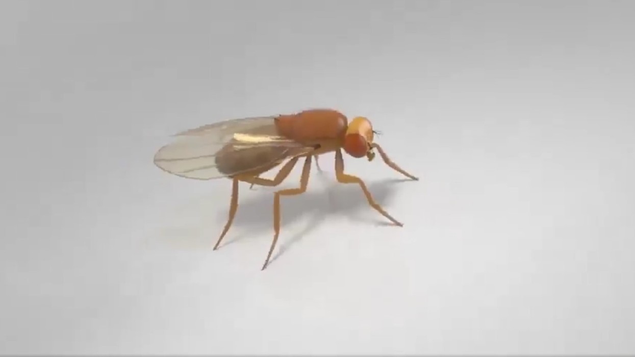 Flutura virtuale - si truri simulohet për të studiuar sjelljen?