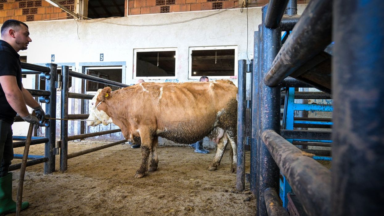 Zhvillimi i blegtorisë në Podujevë – 56 mëshqerra shpërndahen në fazën e parë Zhvillimi i blegtorisë në Podujevë – 56 mëshqerra shpërndahen në fazën e parë