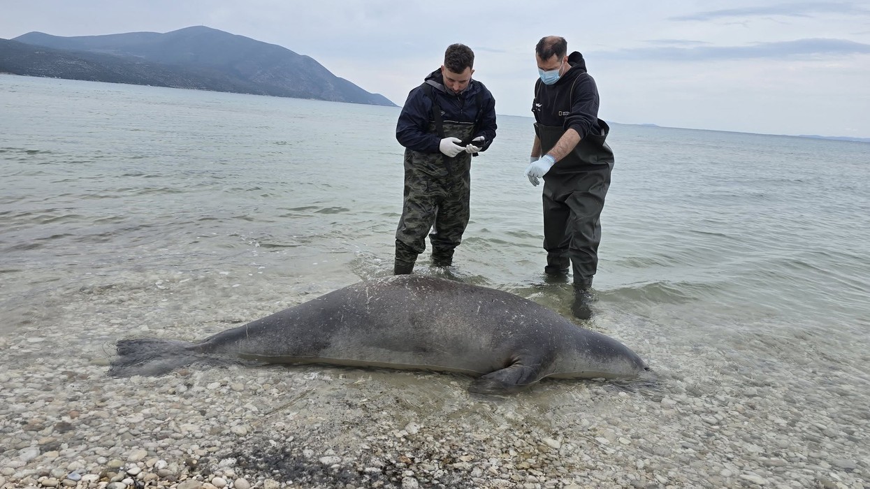 Alarm për gjitarët detarë, foka e rrallë e Mesdheut gjendet e ngordhur në Vlorë