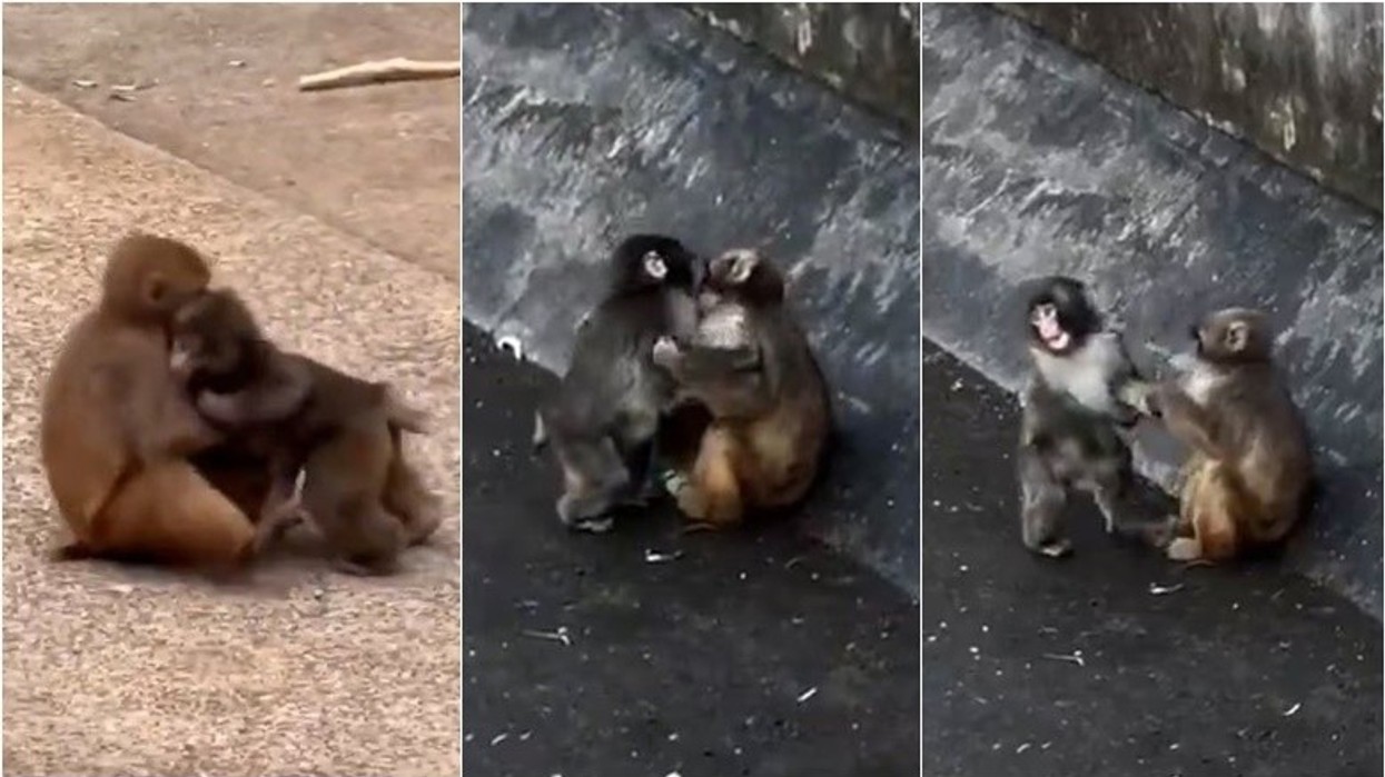 Dikur ‘majmuni i vetmuar’, tanimë duket se ka gjetur lumturinë e tij - është 'kapur duke u puthur me shoqen e tij'