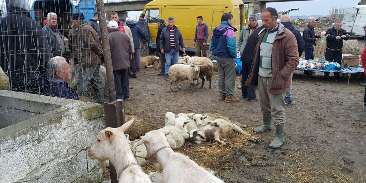 Komuna e Prishtinës cakton lokacion të veçantë për shitjen e kafshëve gjatë Bajramit Komuna e Prishtinës cakton lokacion të veçantë për shitjen e kafshëve gjatë Bajramit
