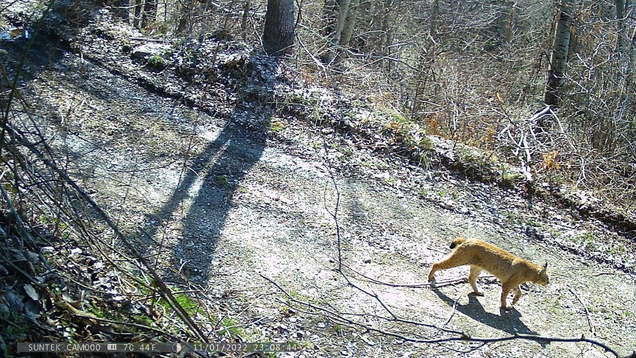 Regjistrohen dy rrëqebuj të rinj në Malin Sharr