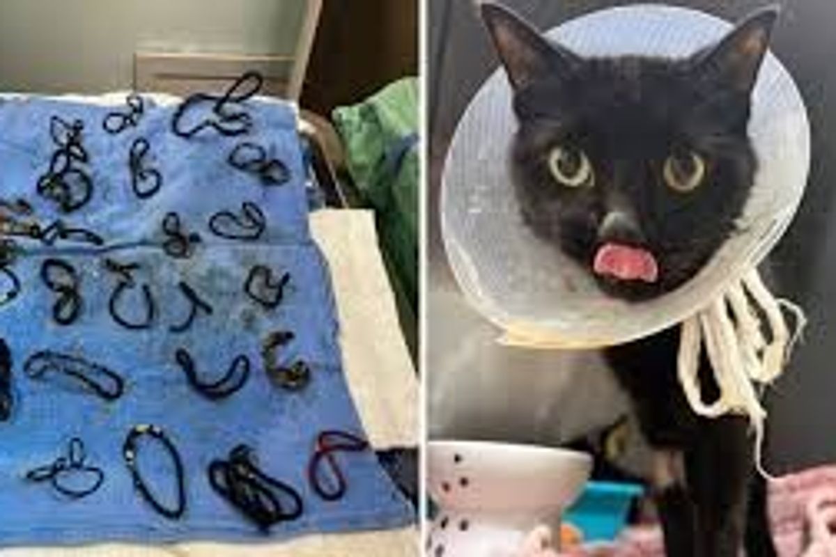 I ishin bllokuar zorrët, mjekët në Florida gjejnë në barkun e maces 26 lidhëse flokësh I ishin bllokuar zorrët, mjekët në Florida gjejnë në barkun e maces 26 lidhëse flokësh