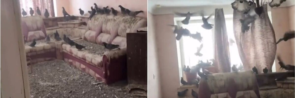 Kur merimangat pushtojnë shtëpinë Kur merimangat pushtojnë shtëpinë