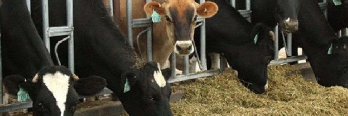 Konfirmohen raste të Tuberkulozit te gjedhët në Viti, MBPZhR dhe AUV ndërmarrin masa Konfirmohen raste të Tuberkulozit te gjedhët në Viti, MBPZhR dhe AUV ndërmarrin masa