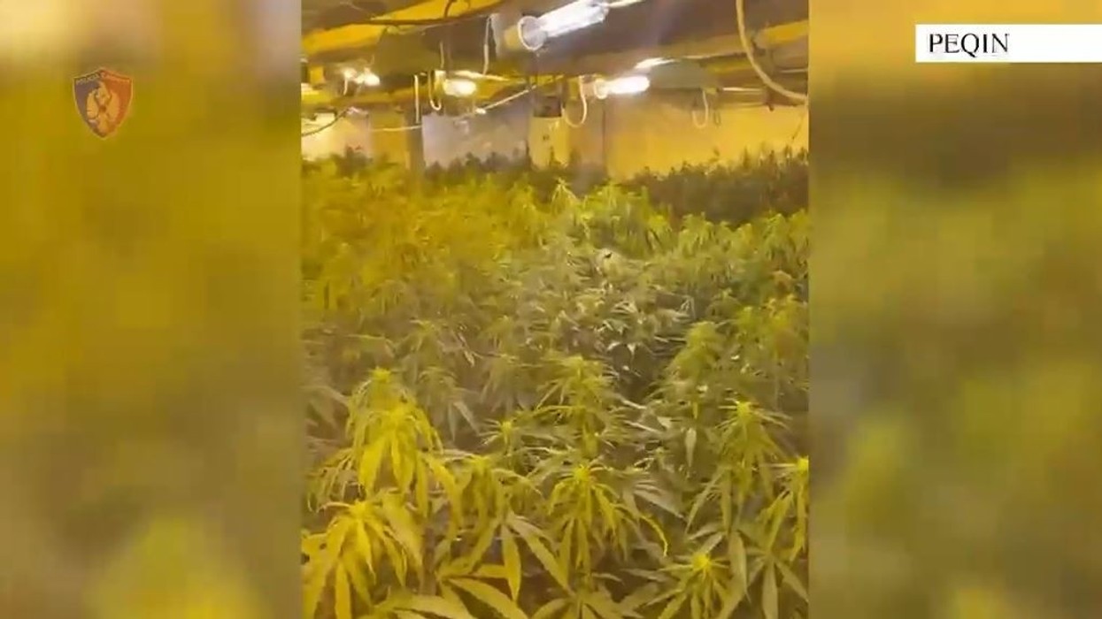 4 mijë rrënjët me kanabis, Policia sqaron: Nuk ishin pronë e drejtorit të Burgut të Rrogozhinës