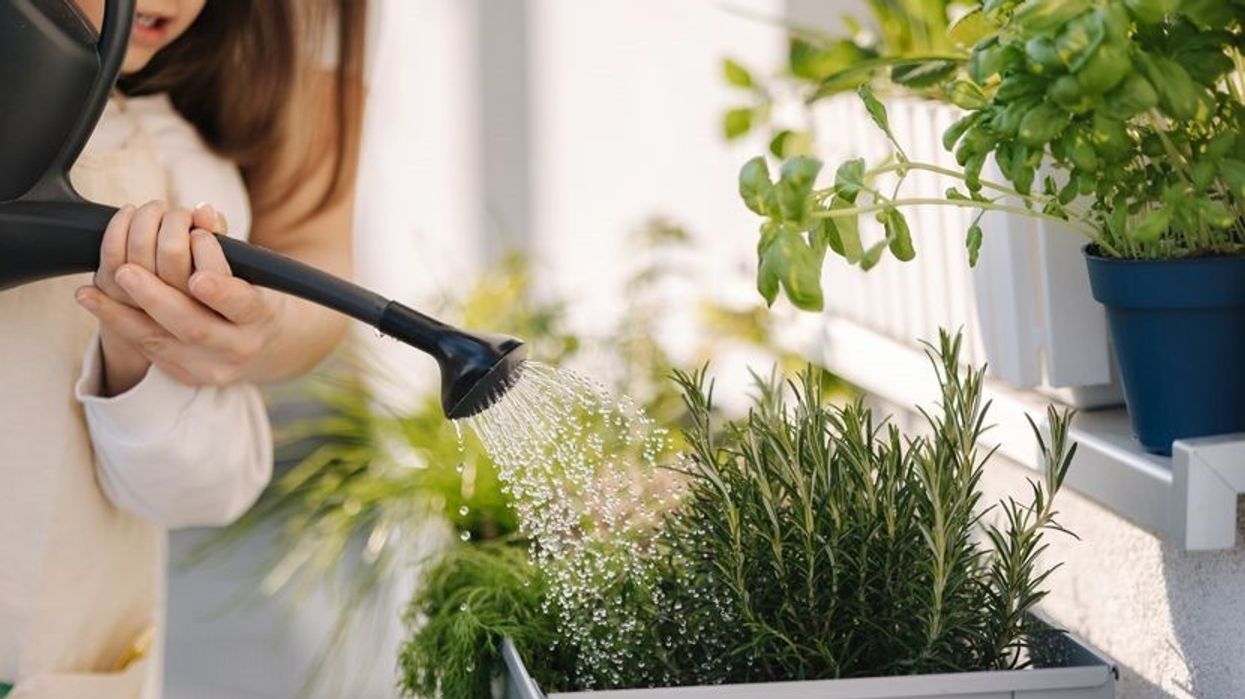 Nuk ju duhet oborr për të pasur kopshtin tuaj: Bimët aromatike në dritare sjellin ndryshimin Nuk ju duhet oborr për të pasur kopshtin tuaj: Bimët aromatike në dritare sjellin ndryshimin