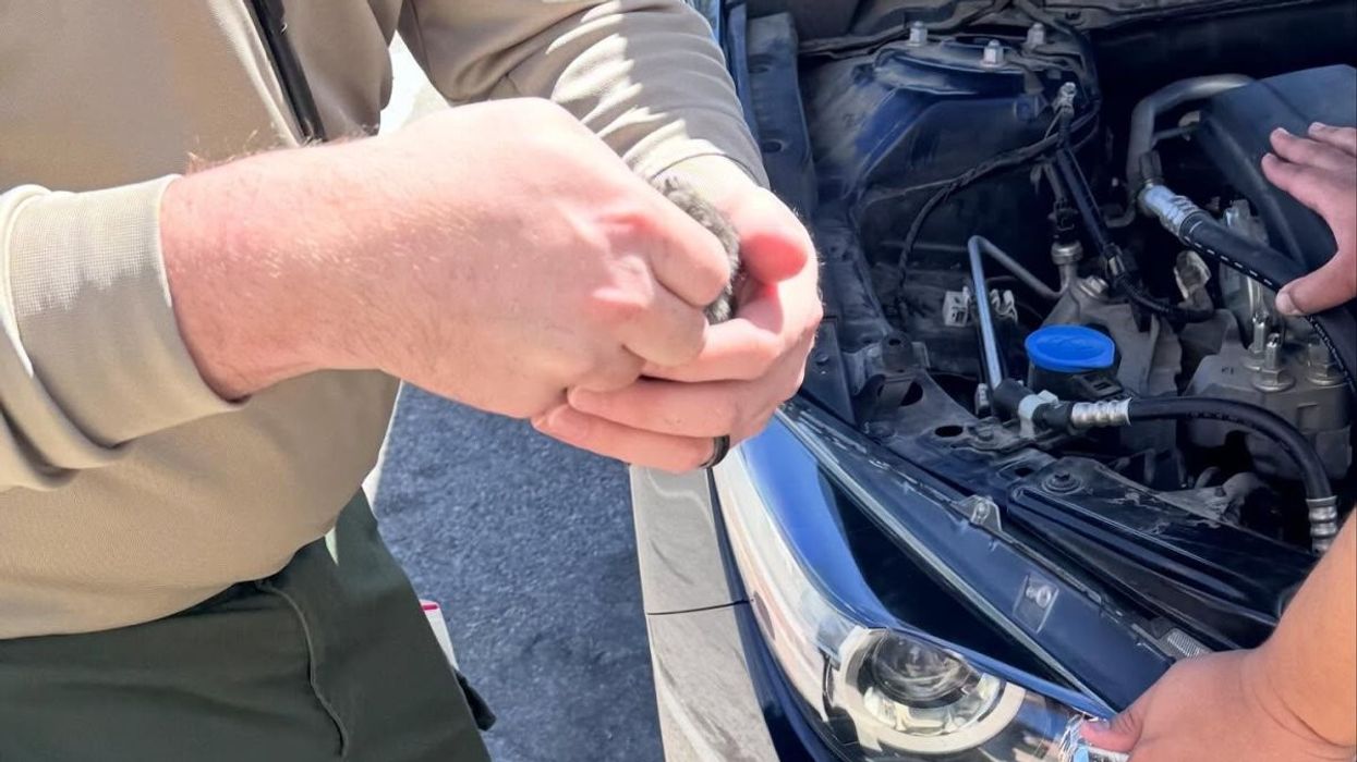 Tre mace shpëtohen nga motori i një veture, kishin mbetur të bllokuara Tre mace shpëtohen nga motori i një veture, kishin mbetur të bllokuara
