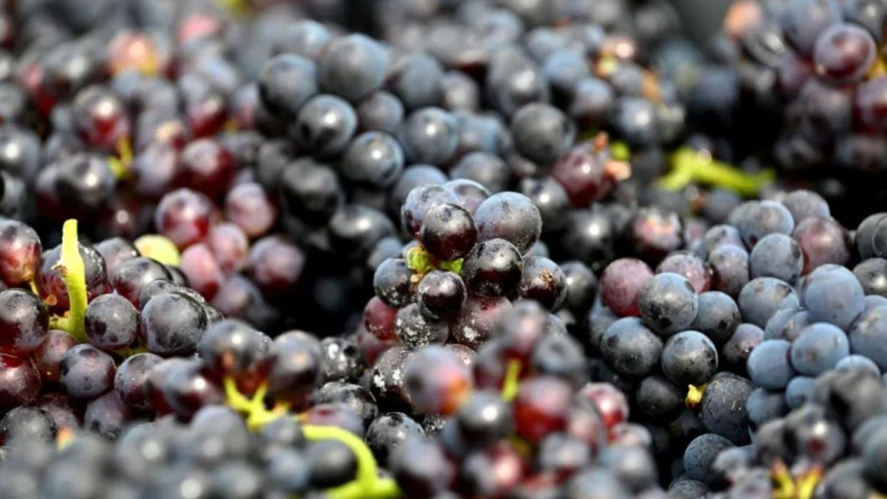 Rrushi pinot noir 600-vjeçar është gjetur në tualetin francez mesjetar Rrushi pinot noir 600-vjeçar është gjetur në tualetin francez mesjetar