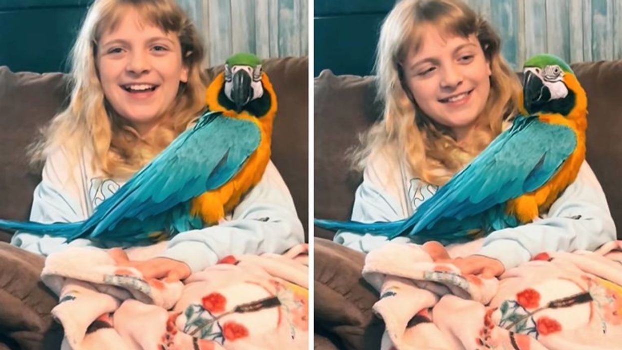 Vajza 12-vjeçare dhe papagalli që nuk mund të fluturojë - video që ka emocionuar miliona njerëz Vajza 12-vjeçare dhe papagalli që nuk mund të fluturojë - video që ka emocionuar miliona njerëz