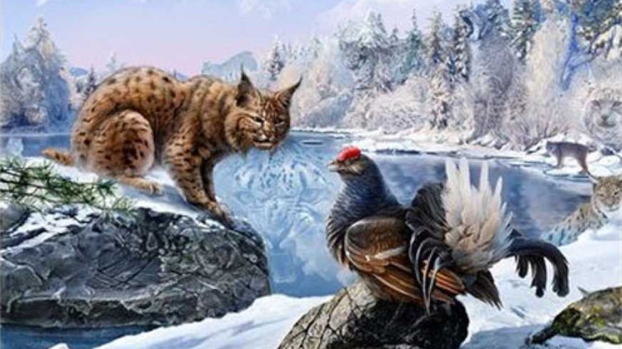 Lojë mendore për mëngjes: A mund të gjeni 16 mace në foto?