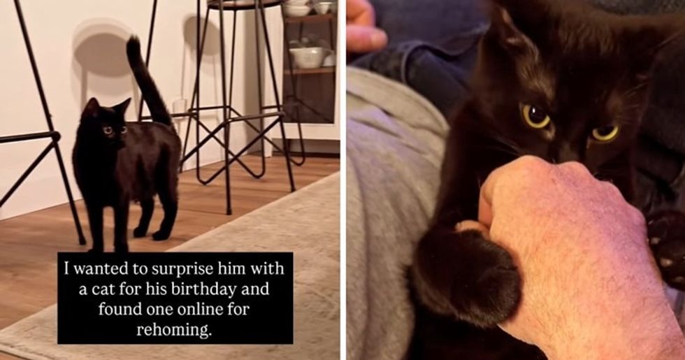 Befasi e këndshme - dëshiroi t’i dhurojë bashkëshortit një mace për ditëlindje