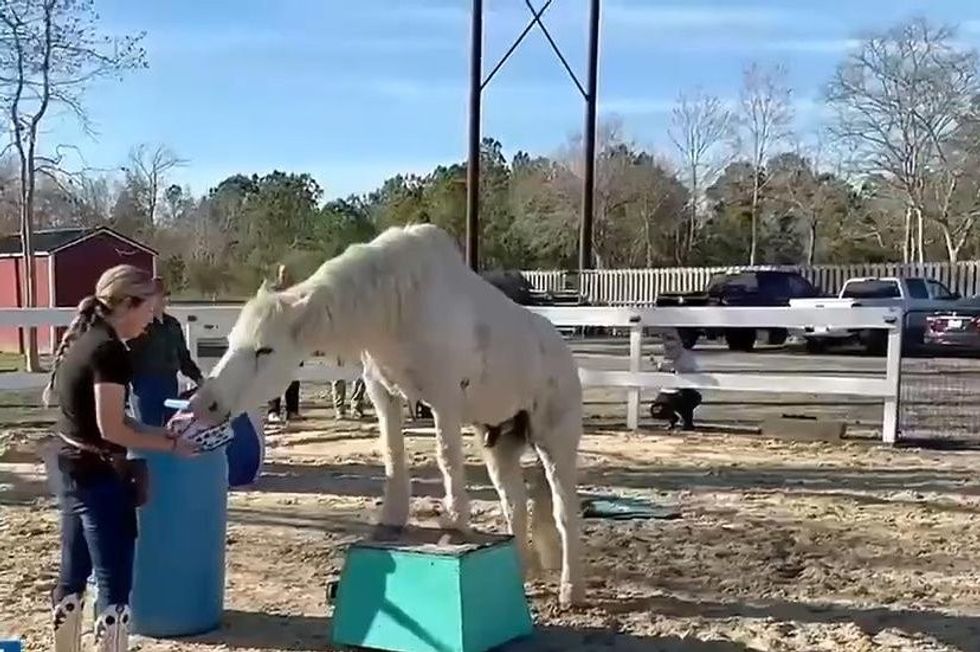 Kali i Karolinës së Veriut kryen 38 truke rekordthyese në 3 minuta