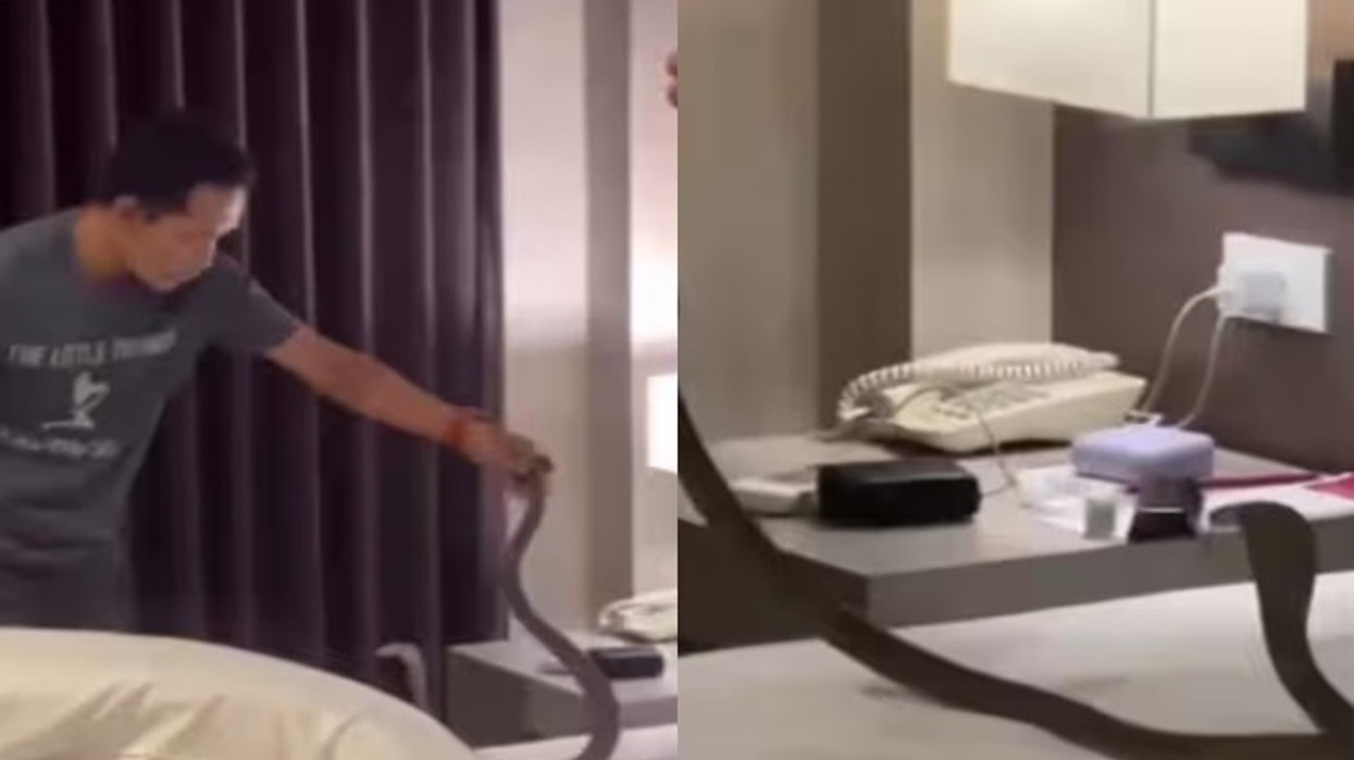 'Tmerr' në Tajlandë, kobra hyn në dhomën e hotelit teksa çifti flinte