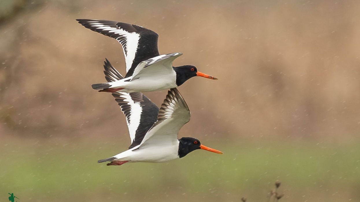 Laraska e detit gjendet edhe në Kosovë, Pacolli: Moment i veçantë për biodiversitetin