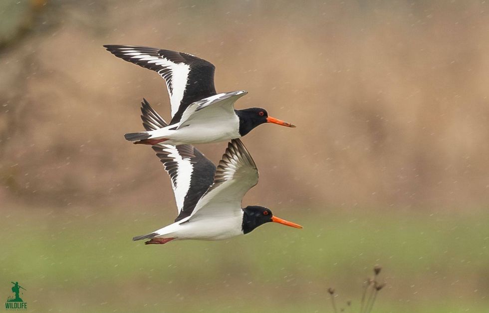 Laraska e detit gjendet edhe në Kosovë, Pacolli: Moment i veçantë për biodiversitetin