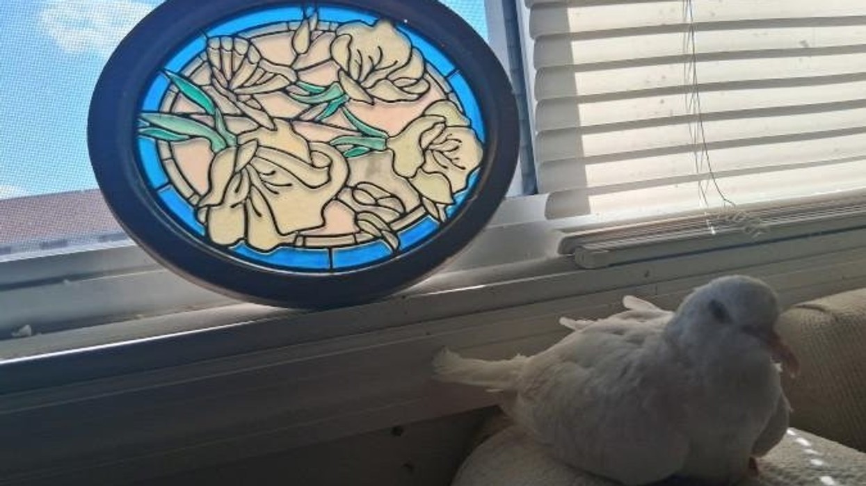 Pëllumbi më i vjetër në botë hyn në Guinness