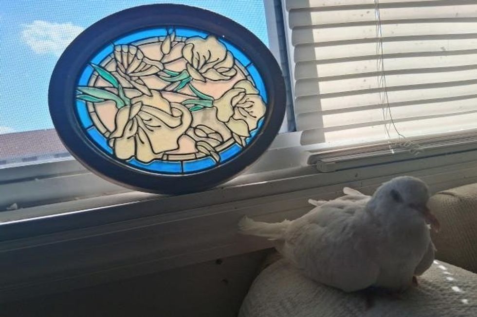 Pëllumbi më i vjetër në botë hyn në Guinness