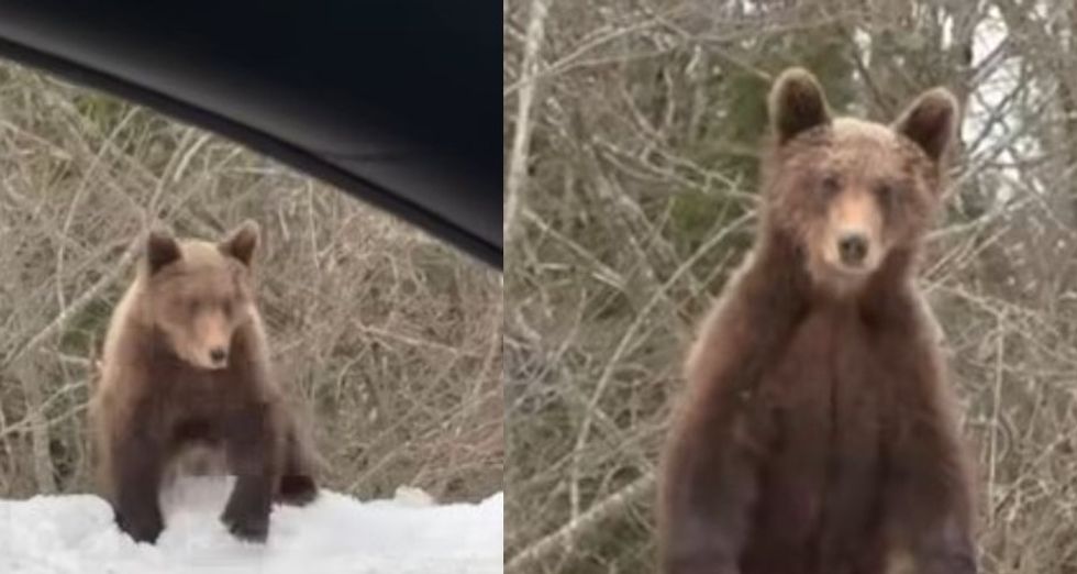 Një familje në Kroaci thuhet se ka përjetuar një takim të papritur me një arush